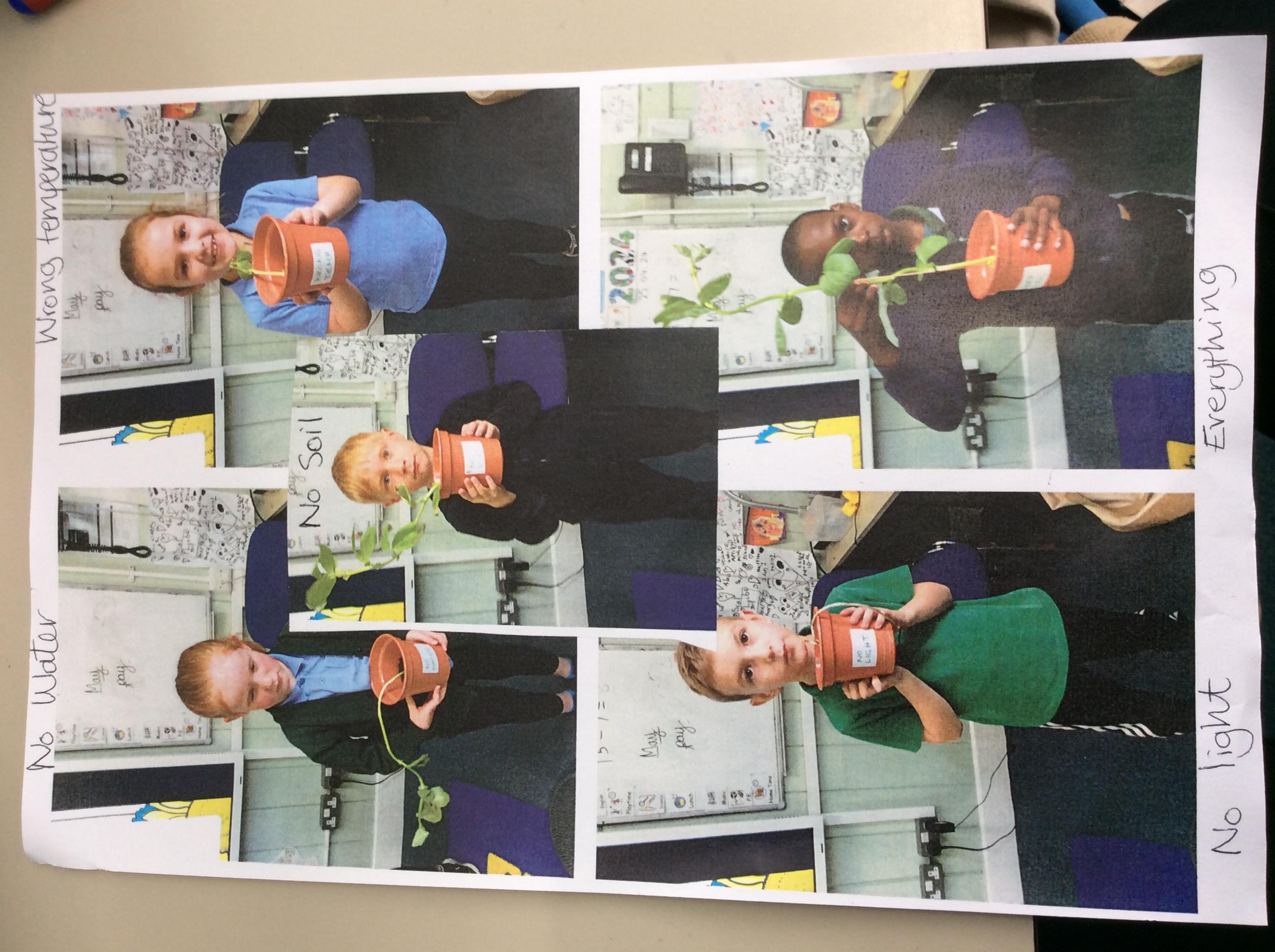 In Science we have been growing plants in different conditions to see how they grow.